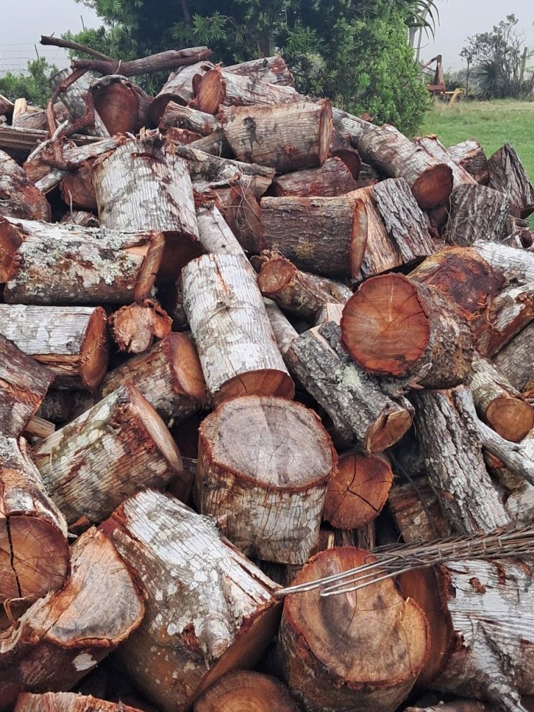 Freshly cut wattle logs showing red-brown grain and grey bark, Garden Route