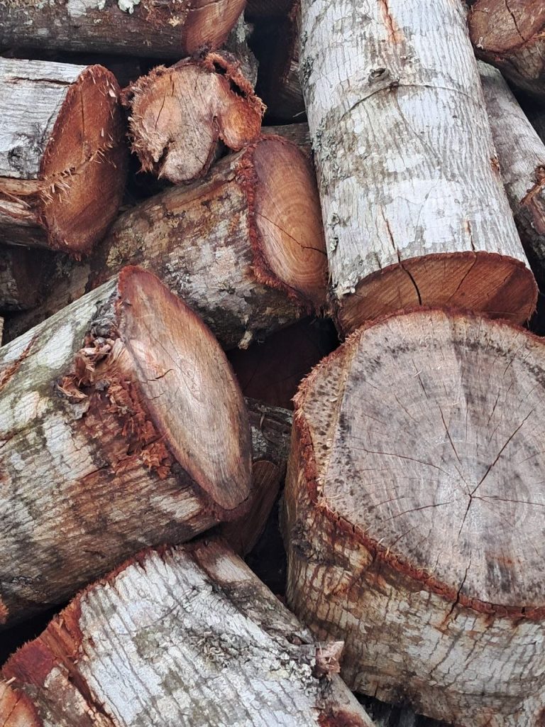 Rough-cut wattle logs stacked at BraaiWattle — bark and red-brown grain showing