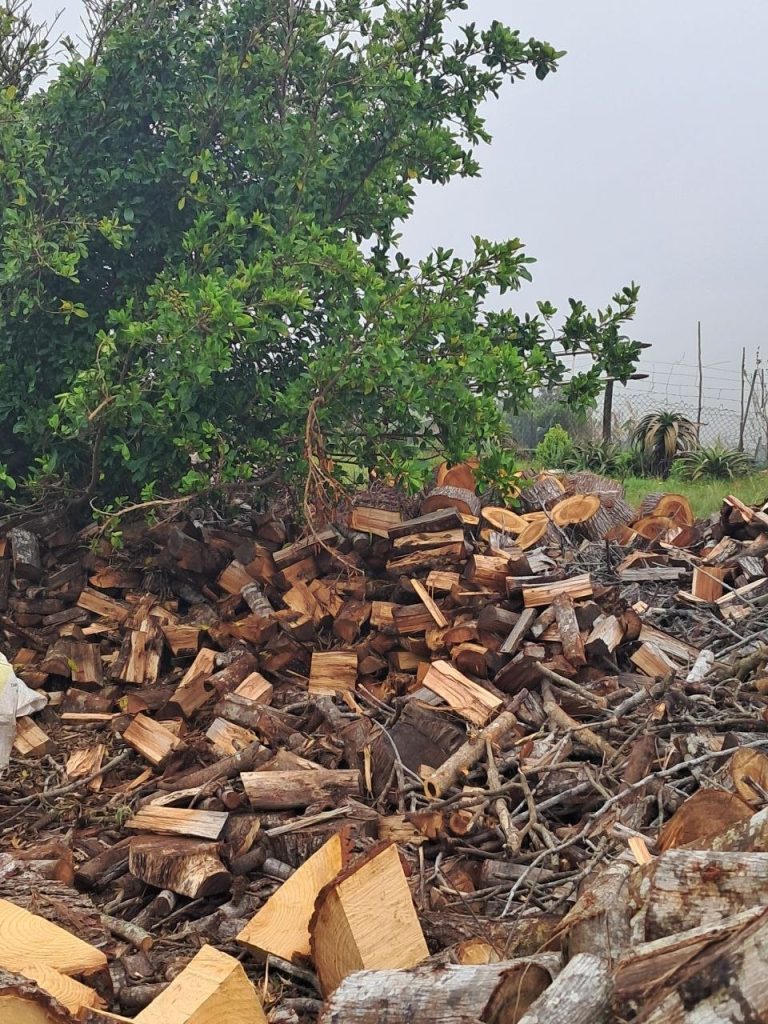 Large pile of split black wattle braai wood under a tree at the Wilderness woodpile